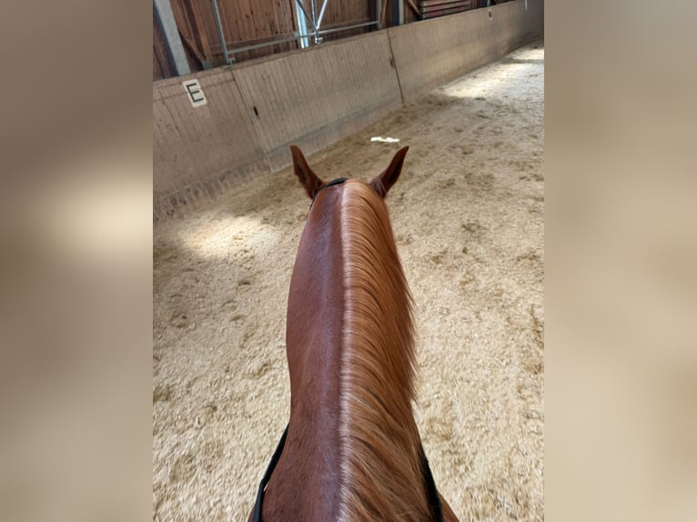 Pura Raza Árabe Caballo castrado 5 años 157 cm Alazán in KreutSchwanenstadt