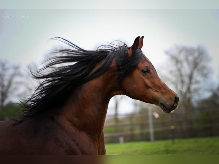 Pura Raza Árabe Caballo castrado 5 años 157 cm Castaño in Pastetten