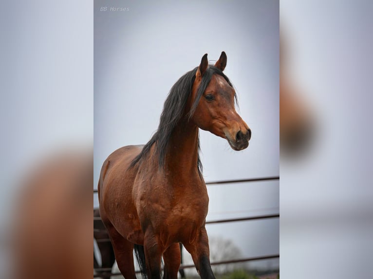 Pura Raza Árabe Caballo castrado 5 años 157 cm Castaño in Pastetten