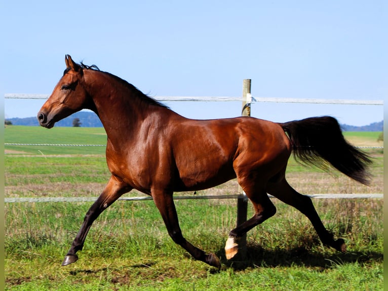Pura Raza Árabe Caballo castrado 5 años 158 cm Castaño in Kehl
