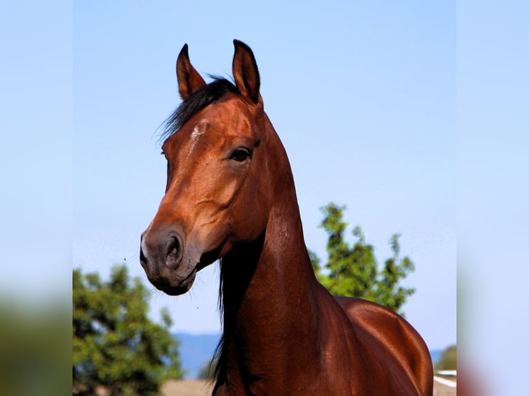 Pura Raza Árabe Caballo castrado 5 años 158 cm Castaño in Kehl