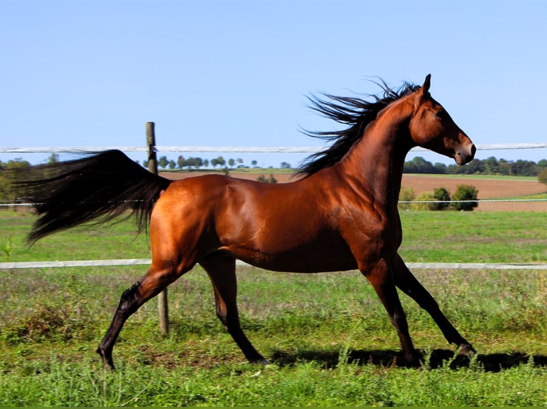 Pura Raza Árabe Caballo castrado 5 años 158 cm Castaño in Kehl