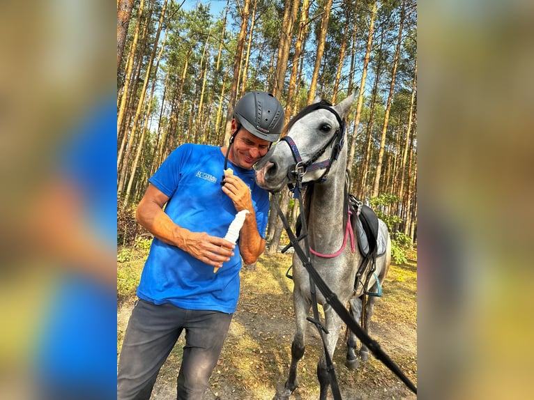 Pura Raza Árabe Caballo castrado 5 años 159 cm Tordo in santok