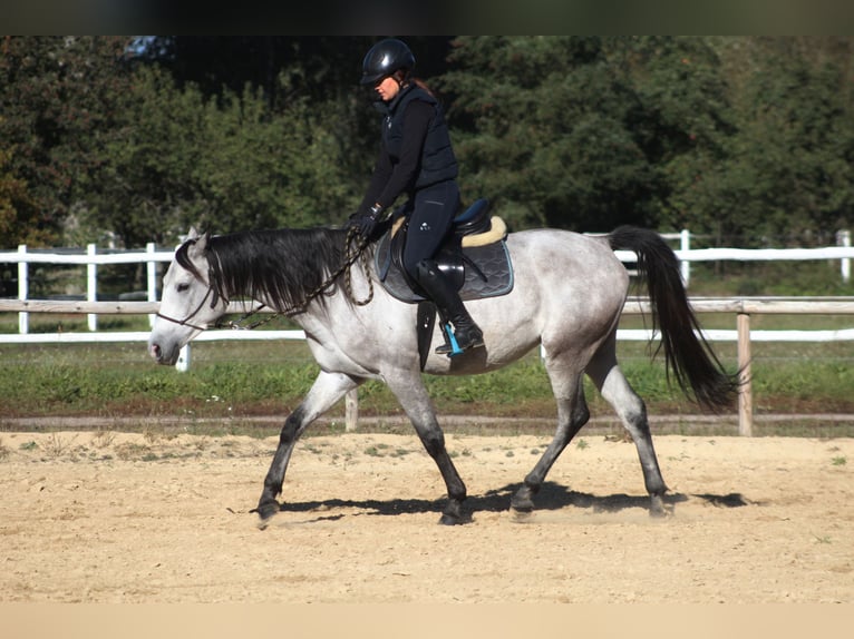 Pura Raza Árabe Caballo castrado 5 años 159 cm Tordo in santok