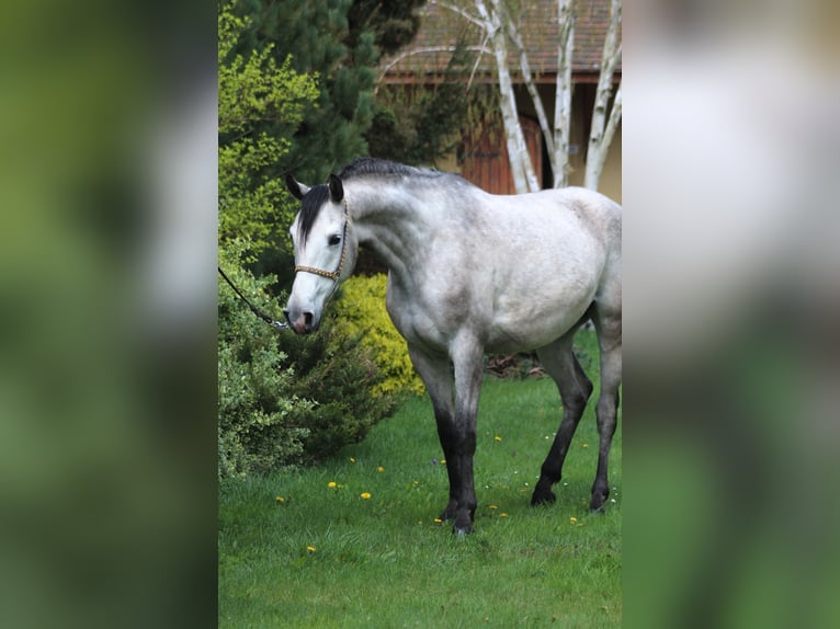 Pura Raza Árabe Caballo castrado 5 años 159 cm Tordo in santok