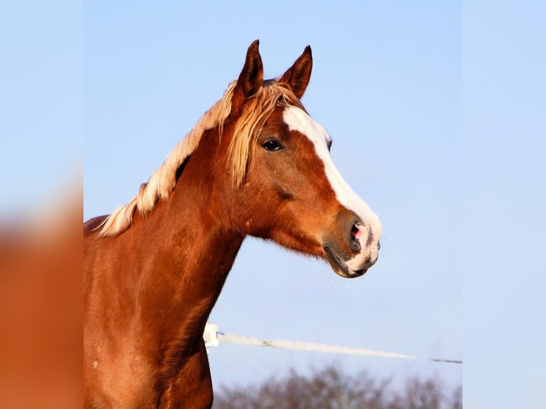 Pura Raza Árabe Caballo castrado 5 años 160 cm Alazán in Kehl