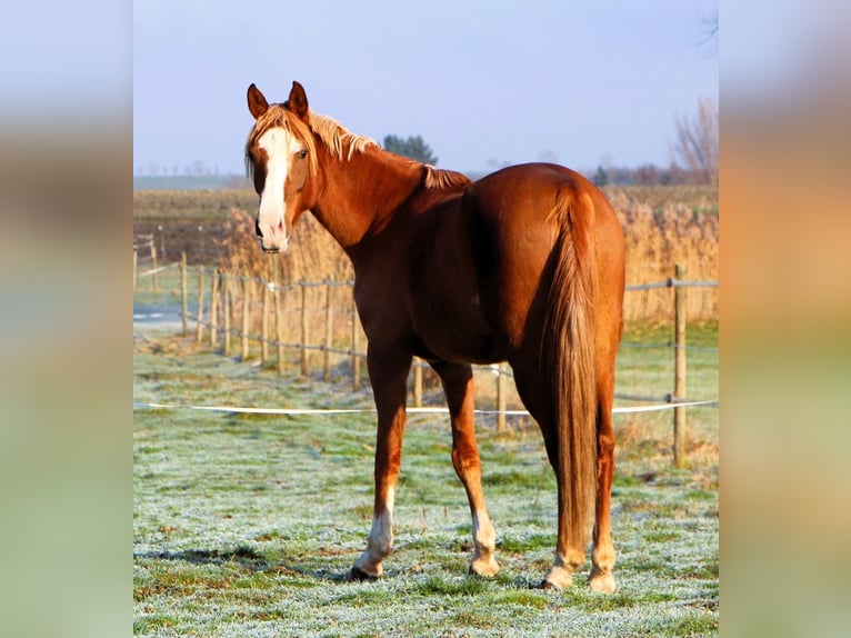 Pura Raza Árabe Caballo castrado 5 años 160 cm Alazán in Kehl