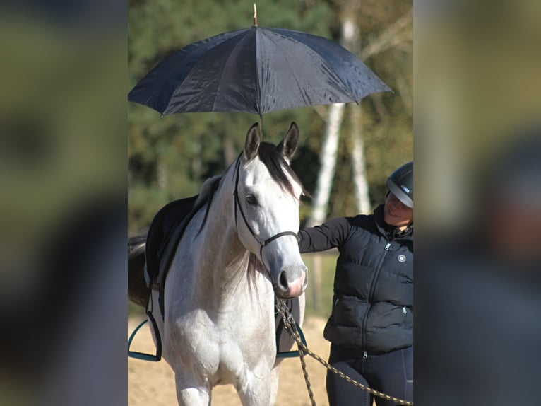 Pura Raza Árabe Caballo castrado 5 años 160 cm Tordo in Santok