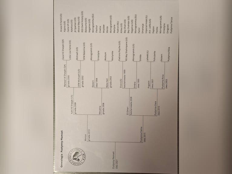 Pura Raza Árabe Caballo castrado 5 años 162 cm Tordo in Clausthal-Zellerfeld