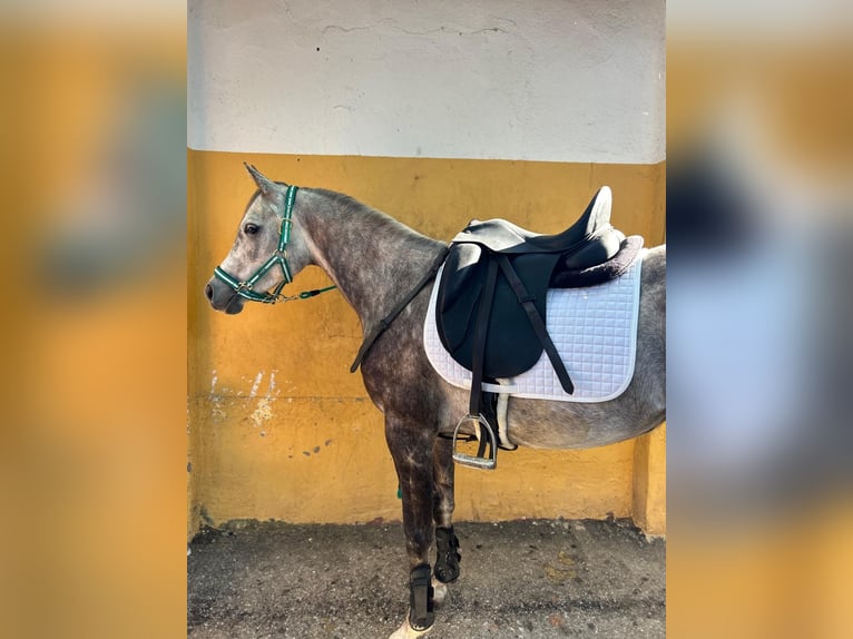 Pura Raza Árabe Caballo castrado 5 años in Griñon