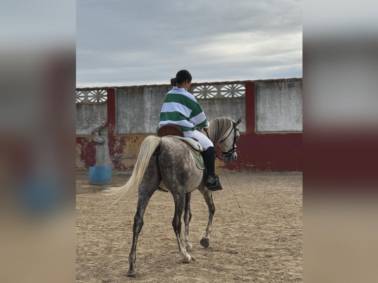 Pura Raza Árabe Caballo castrado 5 años in Griñon