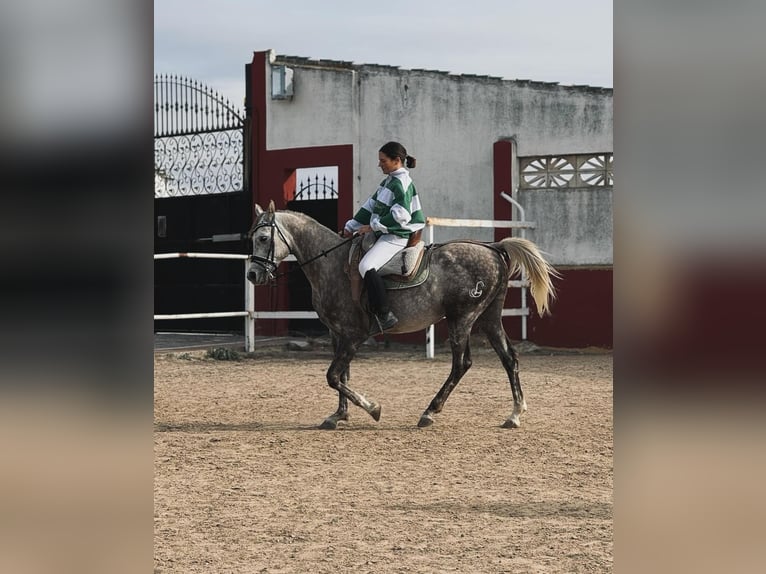 Pura Raza Árabe Caballo castrado 5 años in Griñon