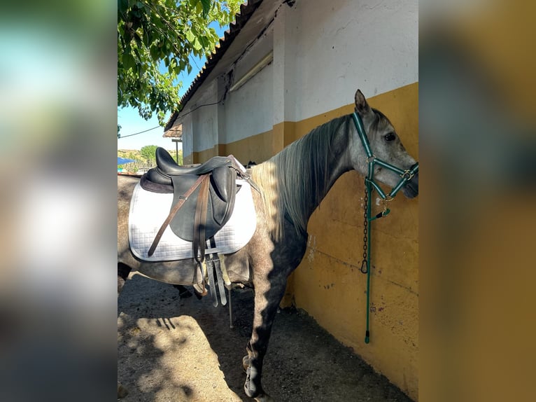 Pura Raza Árabe Caballo castrado 5 años Tordo in Griñon