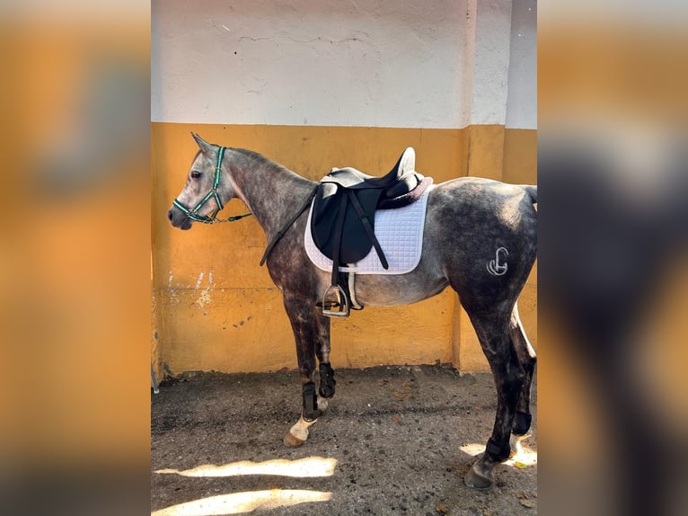 Pura Raza Árabe Caballo castrado 5 años Tordo in Griñon