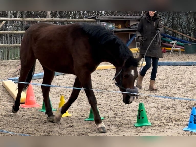 Pura Raza Árabe Caballo castrado 6 años 147 cm Castaño in Winterthur