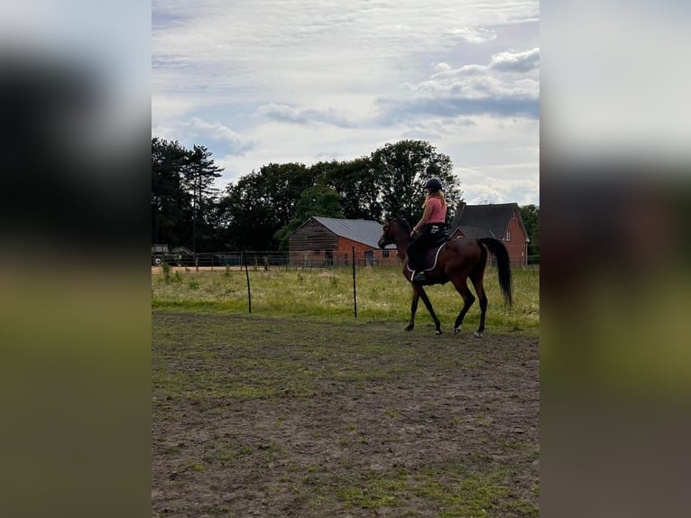 Pura Raza Árabe Caballo castrado 6 años 150 cm Castaño oscuro in Gierle