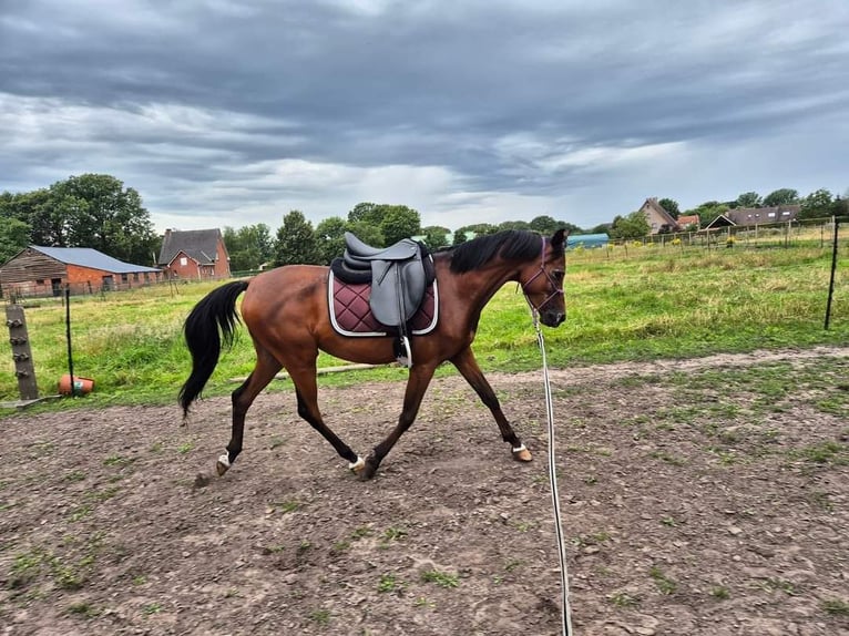 Pura Raza Árabe Caballo castrado 6 años 150 cm Castaño oscuro in Gierle