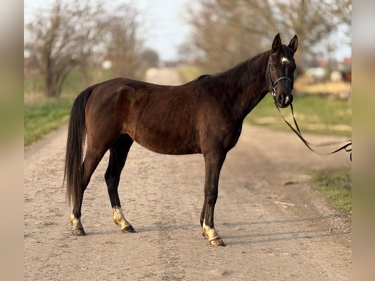 Pura Raza Árabe Mestizo Caballo castrado 6 años 150 cm Negro in Lébény