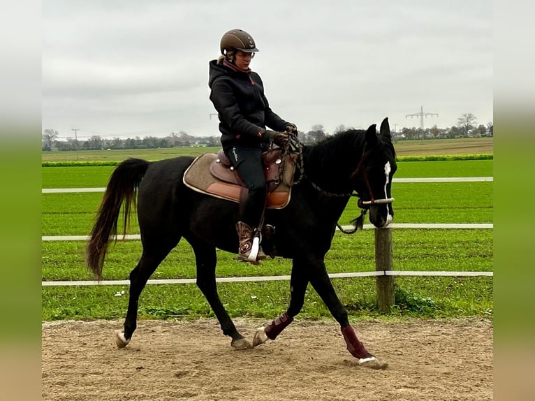 Pura Raza Árabe Caballo castrado 6 años 151 cm Negro in Neuburg an der Donau