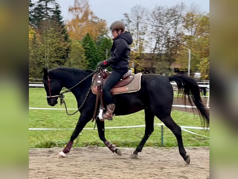 Pura Raza Árabe Caballo castrado 6 años 151 cm Negro in Neuburg an der Donau