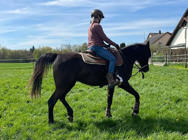 Pura Raza Árabe Caballo castrado 6 años 151 cm Negro in Neuburg an der Donau