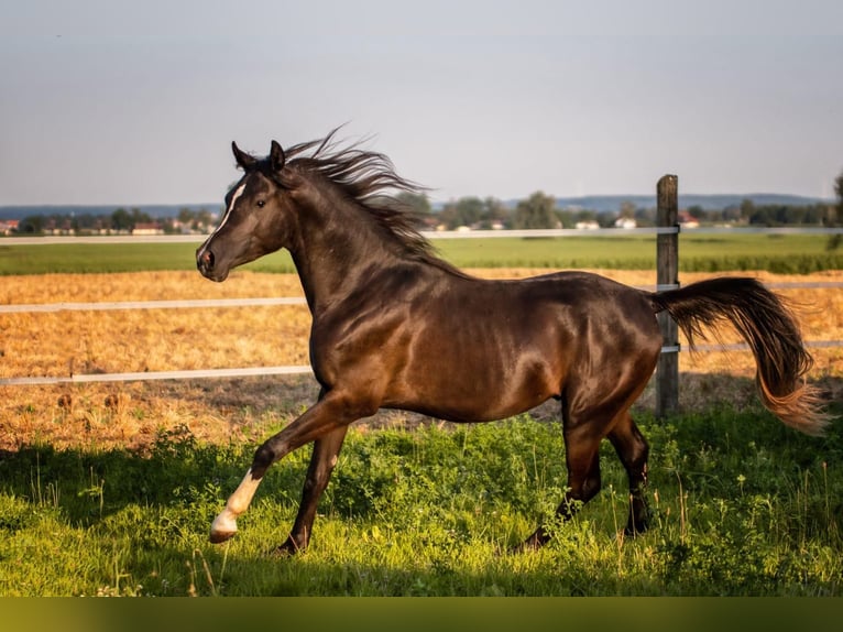 Pura Raza Árabe Caballo castrado 6 años 151 cm Negro in Neuburg an der Donau