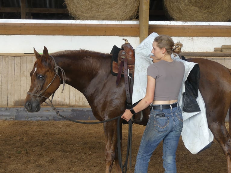 Pura Raza Árabe Caballo castrado 6 años 152 cm Alazán in Herzberg am Harz