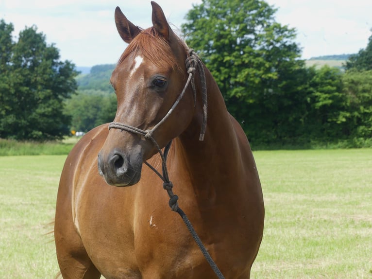 Pura Raza Árabe Caballo castrado 6 años 152 cm Alazán in Herzberg am Harz