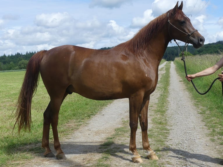 Pura Raza Árabe Caballo castrado 6 años 152 cm Alazán in Herzberg am Harz