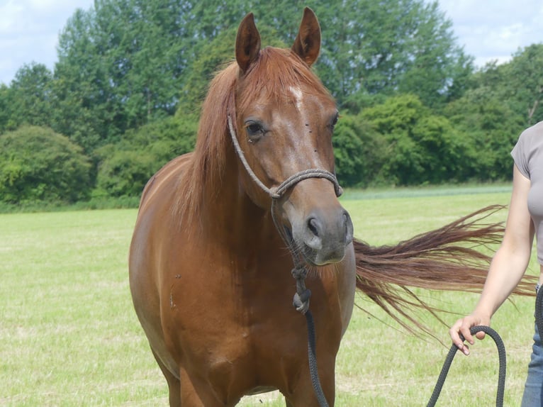 Pura Raza Árabe Caballo castrado 6 años 152 cm Alazán in Herzberg am Harz