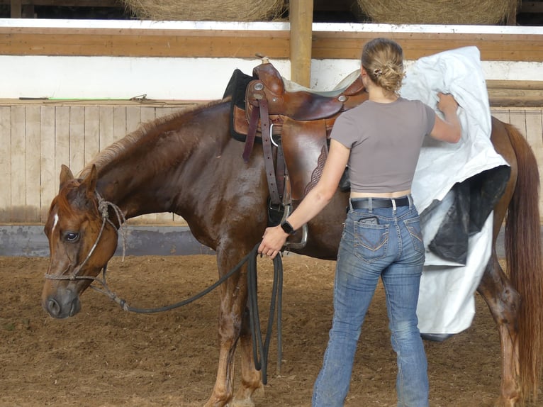 Pura Raza Árabe Caballo castrado 6 años 152 cm Alazán in Herzberg am Harz