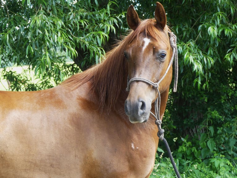 Pura Raza Árabe Caballo castrado 6 años 152 cm Alazán in Herzberg am Harz