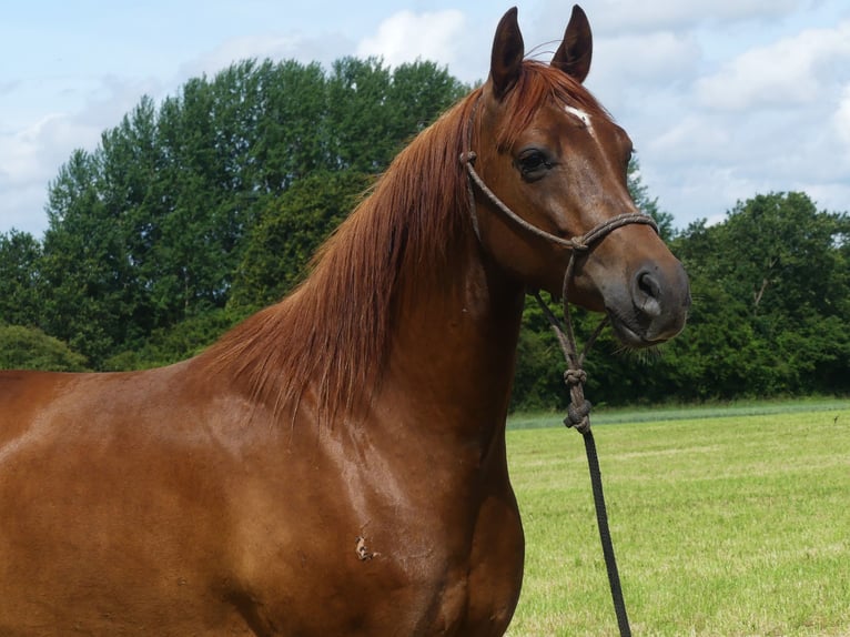 Pura Raza Árabe Caballo castrado 6 años 152 cm Alazán in Herzberg am Harz