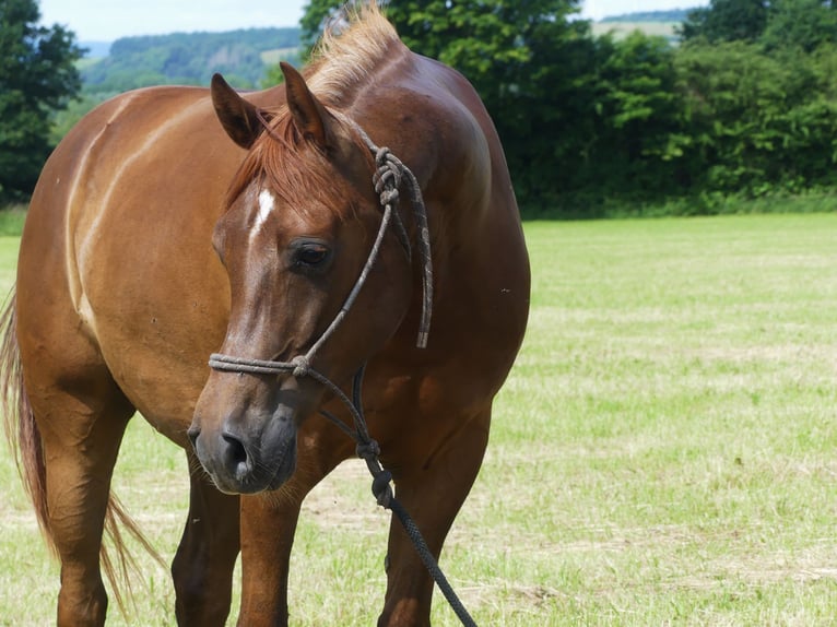 Pura Raza Árabe Caballo castrado 6 años 153 cm Alazán in Herzberg am Harz