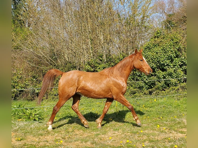 Pura Raza Árabe Caballo castrado 6 años 154 cm Alazán in Glanges