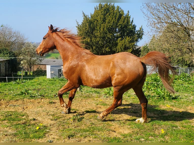 Pura Raza Árabe Caballo castrado 6 años 154 cm Alazán in Glanges