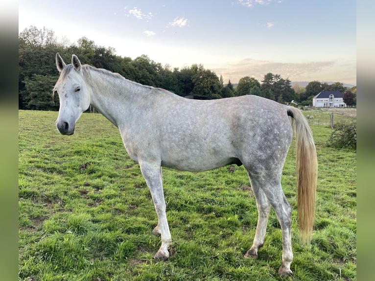 Pura Raza Árabe Caballo castrado 6 años 154 cm Tordo in Chemaudin