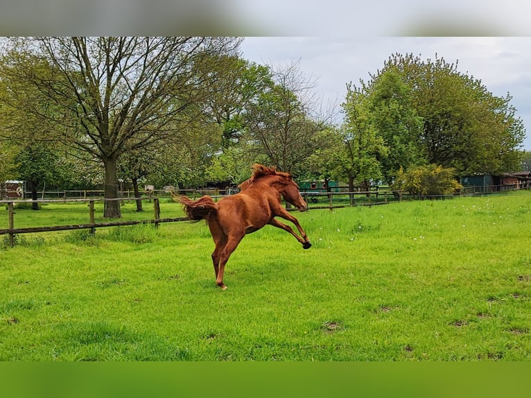 Pura Raza Árabe Caballo castrado 6 años 155 cm Alazán in Oer-Erkenschwick