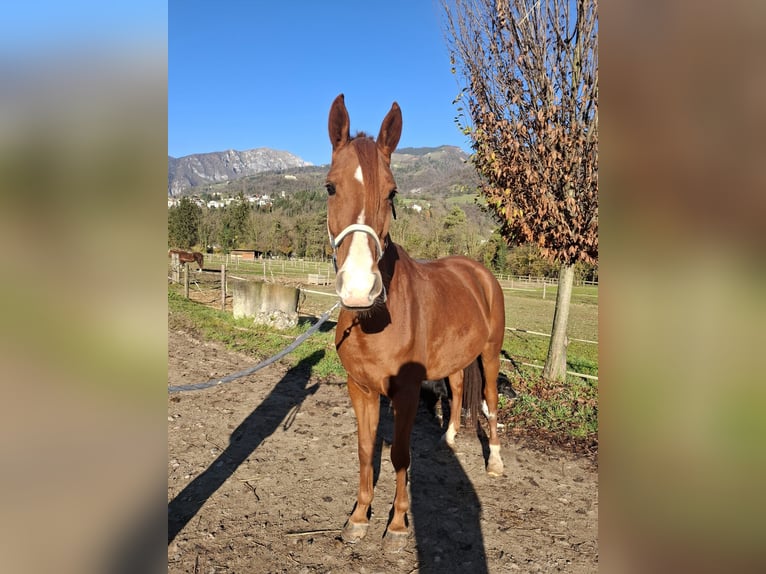 Pura Raza Árabe Caballo castrado 6 años 155 cm Alazán in Clusone