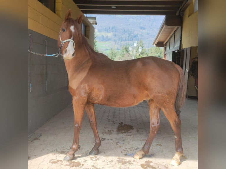 Pura Raza Árabe Caballo castrado 6 años 155 cm Alazán in Clusone