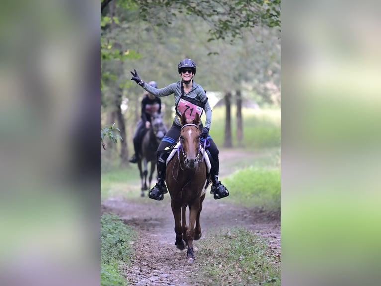 Pura Raza Árabe Caballo castrado 6 años 155 cm Alazán rojizo in Penthaz