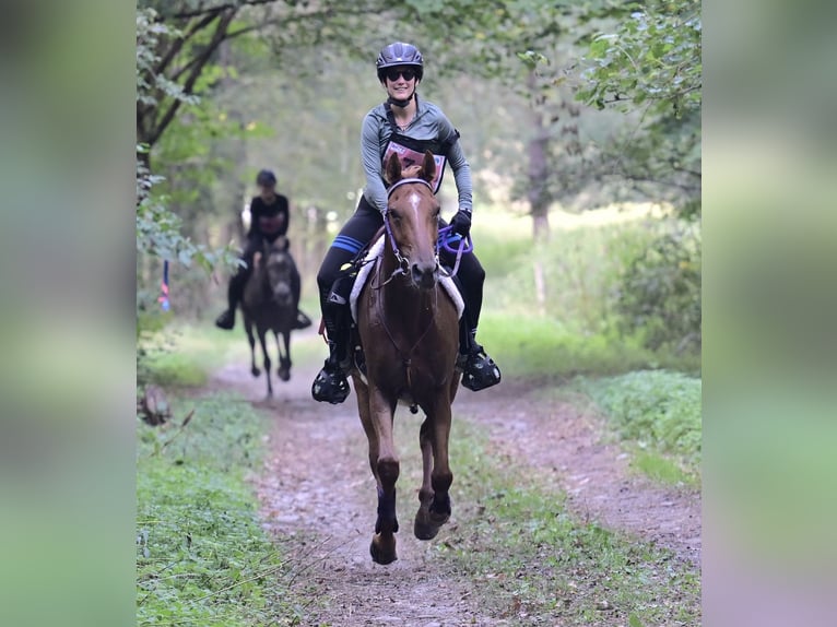 Pura Raza Árabe Caballo castrado 6 años 155 cm Alazán rojizo in Penthaz