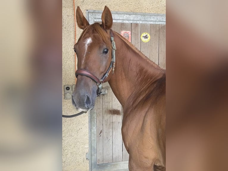 Pura Raza Árabe Caballo castrado 6 años 155 cm Alazán rojizo in Penthaz