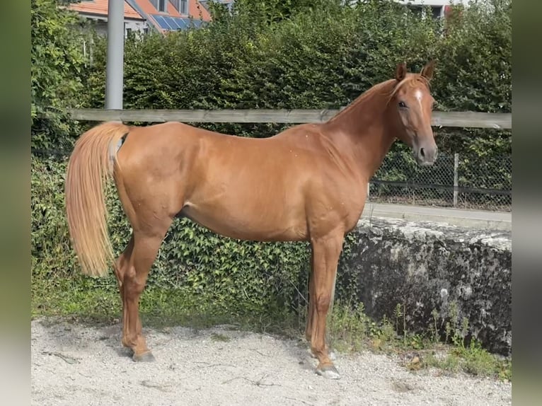 Pura Raza Árabe Caballo castrado 6 años 155 cm Alazán rojizo in Penthaz