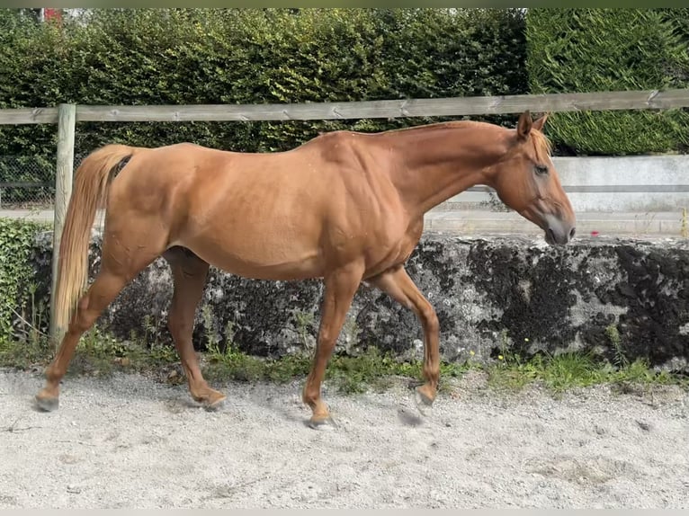 Pura Raza Árabe Caballo castrado 6 años 155 cm Alazán rojizo in Penthaz