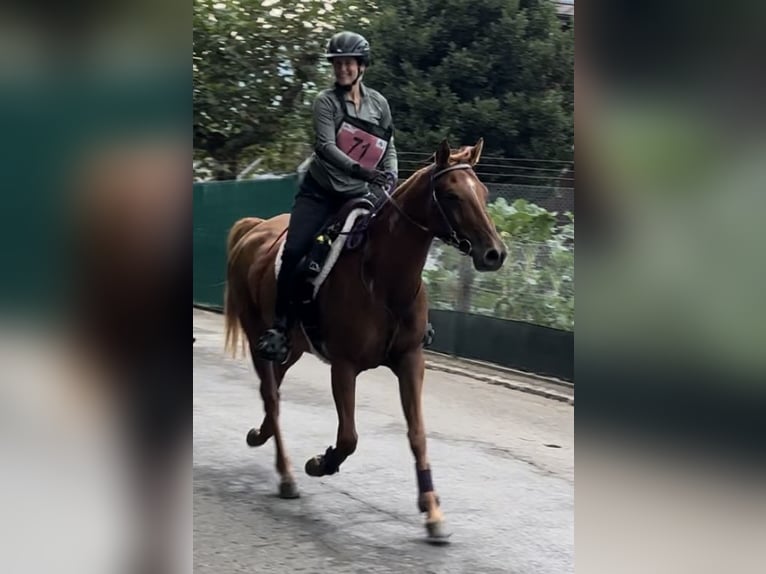 Pura Raza Árabe Caballo castrado 6 años 155 cm Alazán rojizo in Penthaz