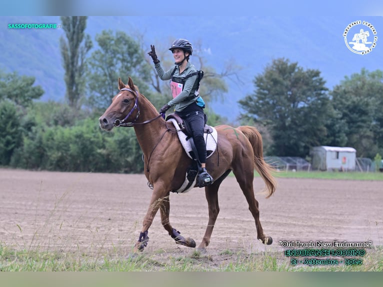 Pura Raza Árabe Caballo castrado 6 años 155 cm Alazán rojizo in Penthaz