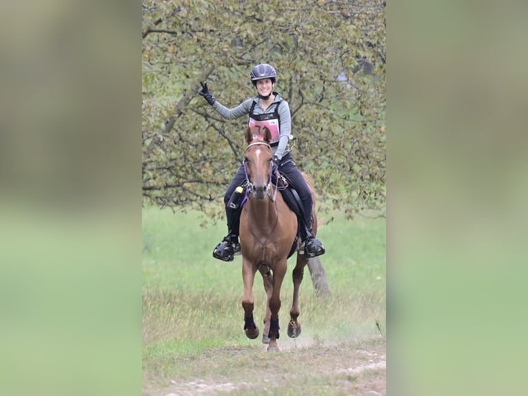 Pura Raza Árabe Caballo castrado 6 años 155 cm Alazán rojizo in Penthaz