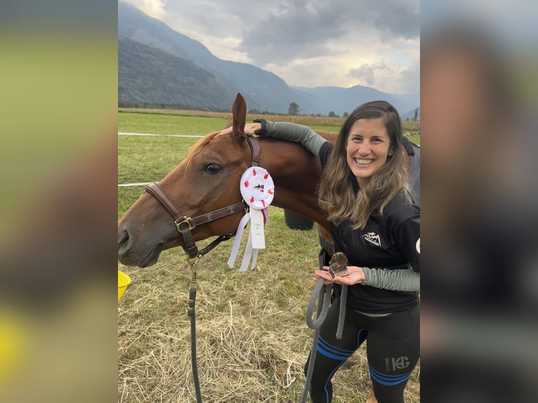 Pura Raza Árabe Caballo castrado 6 años 155 cm Alazán rojizo in Penthaz