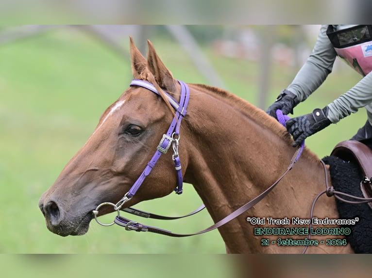 Pura Raza Árabe Caballo castrado 6 años 155 cm Alazán rojizo in Penthaz